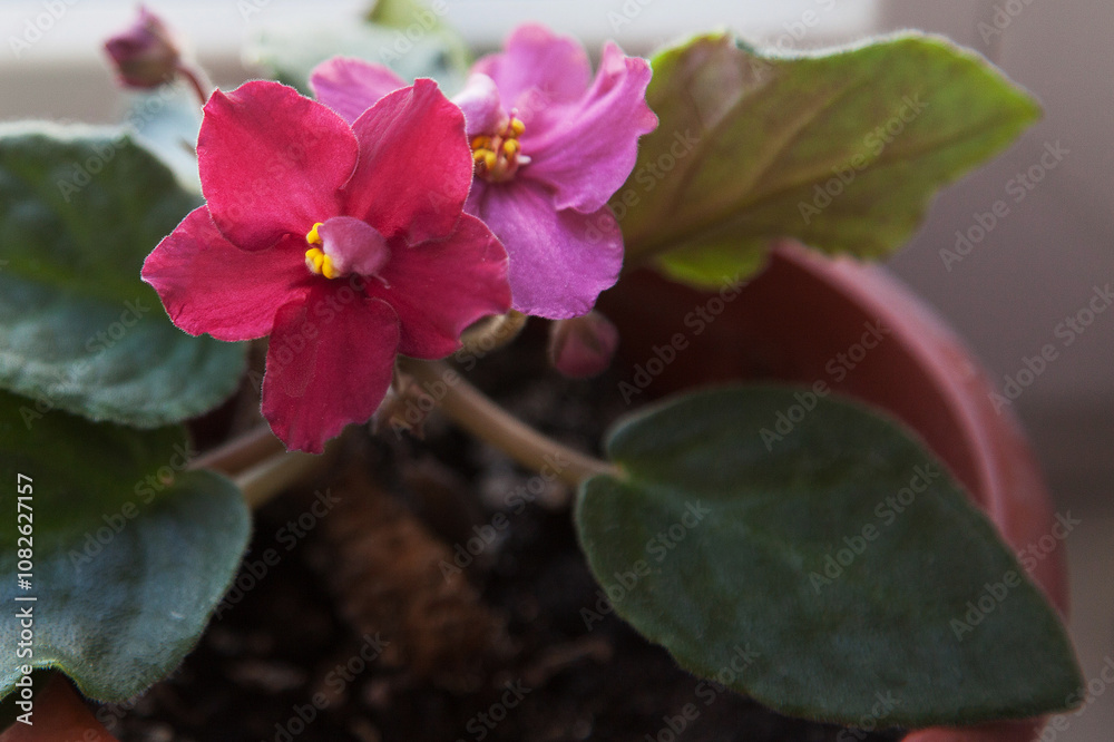 Obraz premium bright red violet on the windowsill