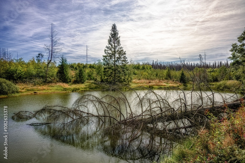 Eine abgestorbene Fichte ist in einen See gefallen und verottet dort. Natur wird sich selbst überlassen.Harz. photo