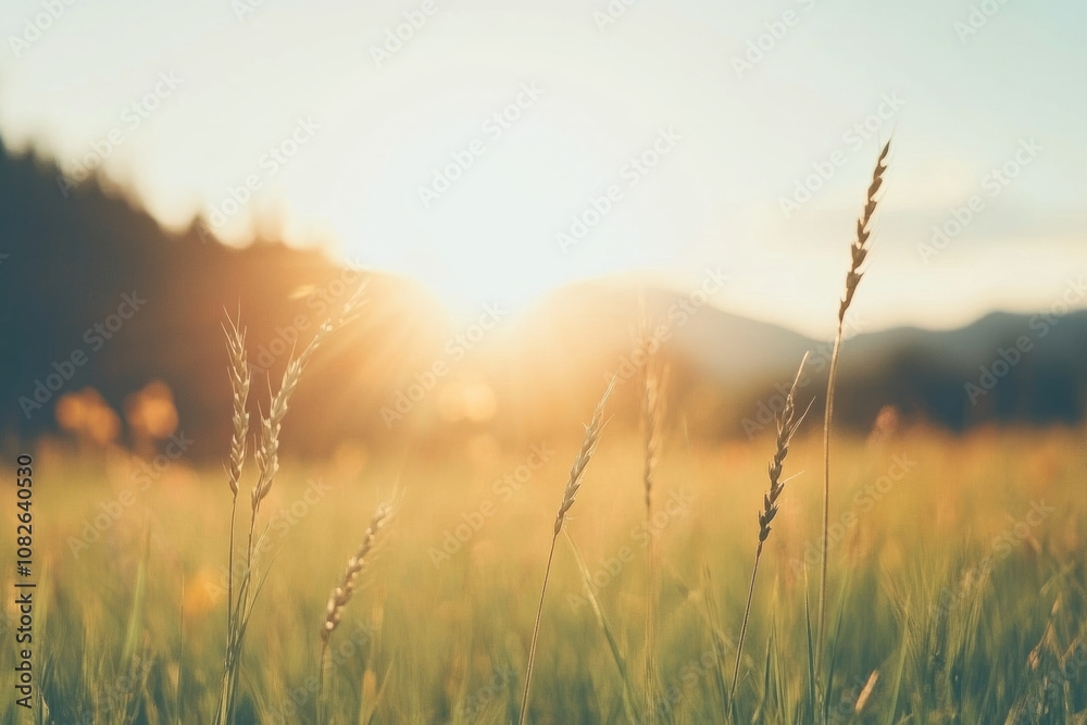 A field of tall grass with the sun shining on it