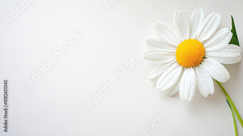 beautiful daisy flower with white petals and yellow center on minimalist white background, evoking sense of calm and elegance