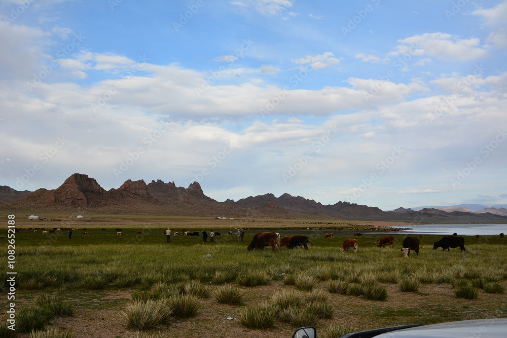 Fototapeta premium Mongolian double humped Bactrian Camels grazing in the pasture in Western Mongolia