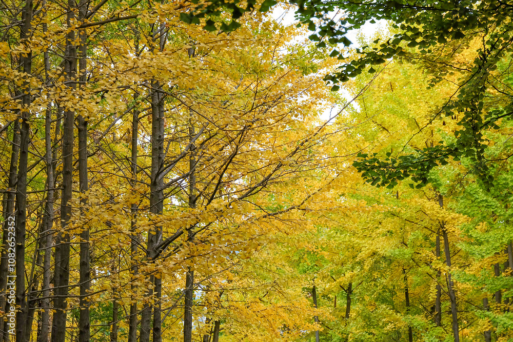 Tropical Forest tree in the morning background. Tropical Forest tree in the morning background.