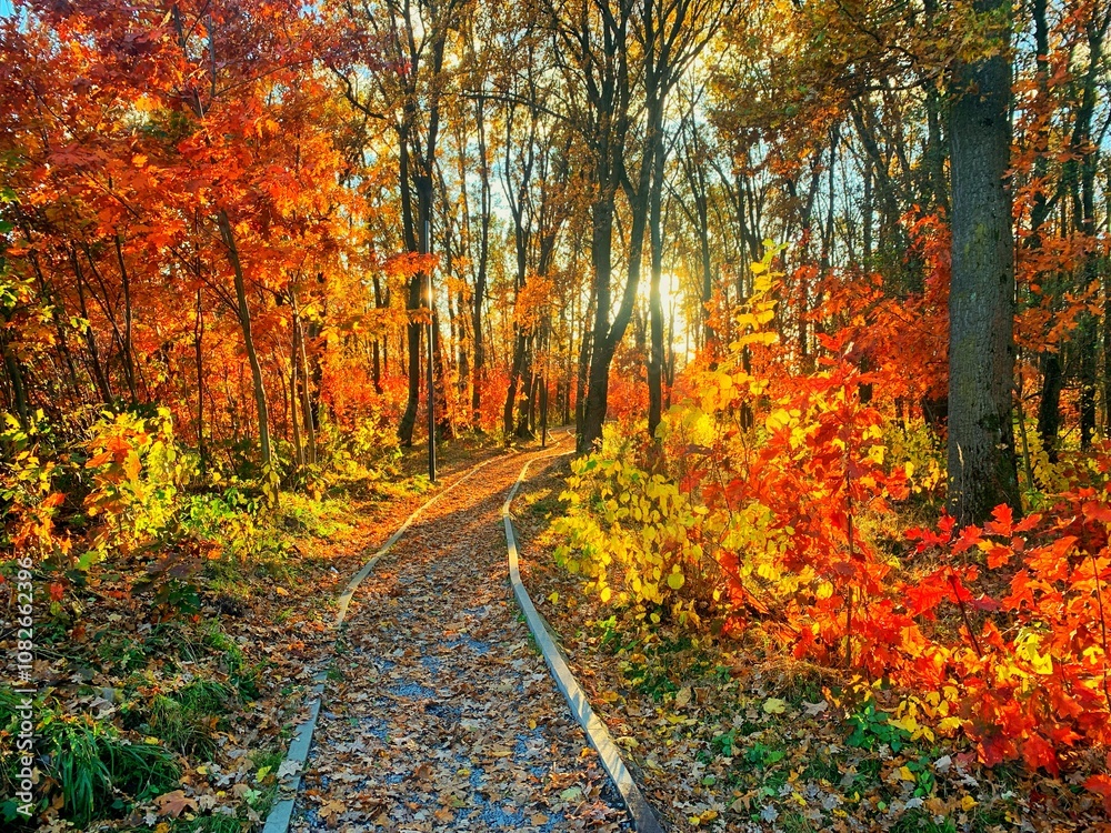 Fototapeta premium Autumn forest path. Orange color trees, red brown leaves in fall park. Autumn forest on a sunny day. Orange fall leaves in park, autumn natural background. Autumn nature landscape.