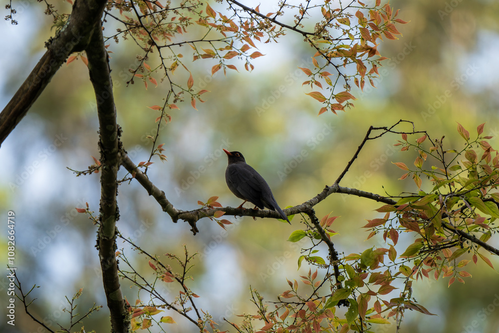 Obraz premium The Indian blackbird is a member of the thrush family Turdidae. It is found only in India and Sri Lanka.