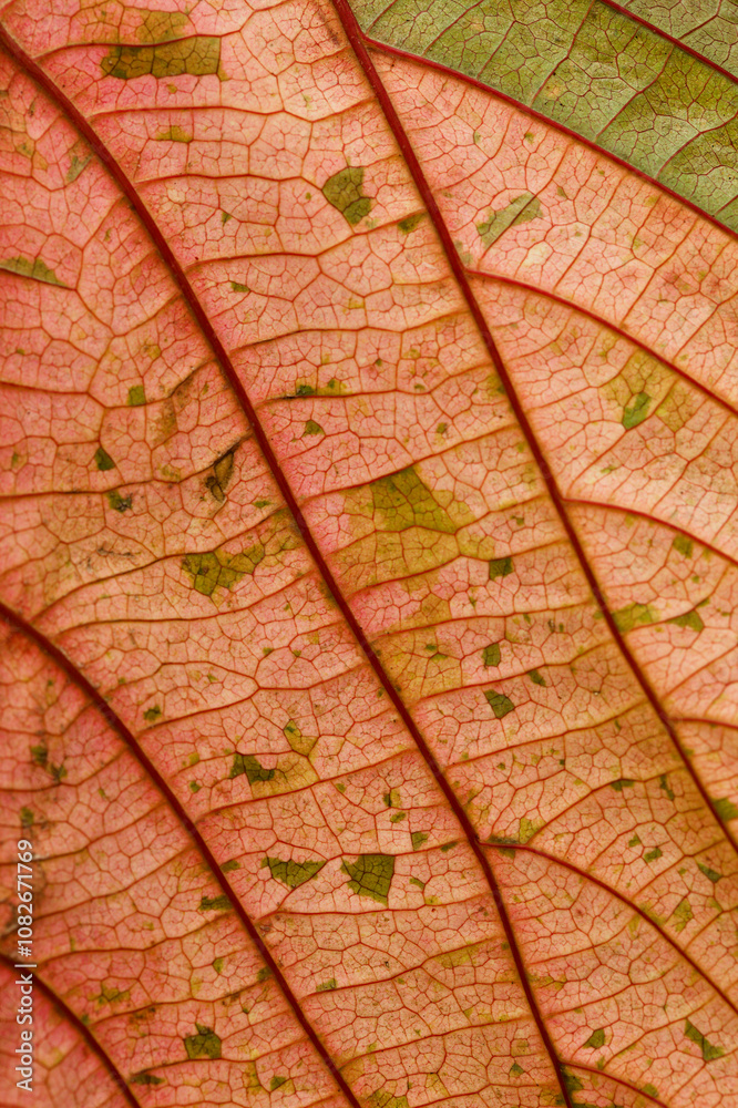 Fototapeta premium Colorful leaf of Acalypha wilkesiana, copperleaf plant