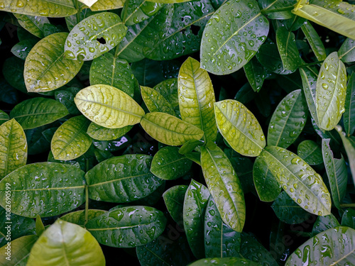 Closeup nature view of green leaf with water drop after rain background. Flat lay, dark nature concept, tropical leaf texture. Beautiful leaves for background.