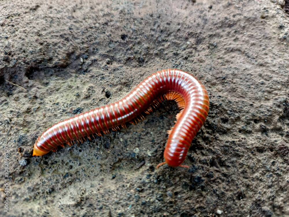 Trigoniulus corallinus, sometimes called the rusty millipede. Beautiful on the stone, curls up when encounters enemy. Trigoniulus corallinus, sometimes called the rusty millipede. Beautiful on the stone, curls up when encounters enemy.
