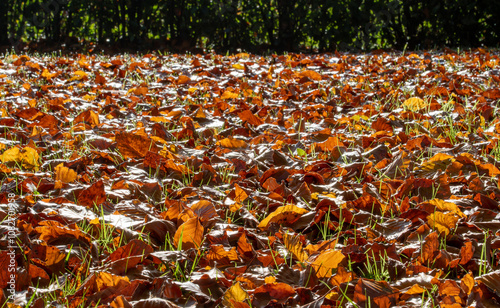 Autumn and fall image of golden brown leaves in early morning sunlight. Selective focus on the foreground.