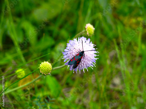 mottled meadowsweet butterfly (Zygaena filipendulae) sits on a purple flower photo