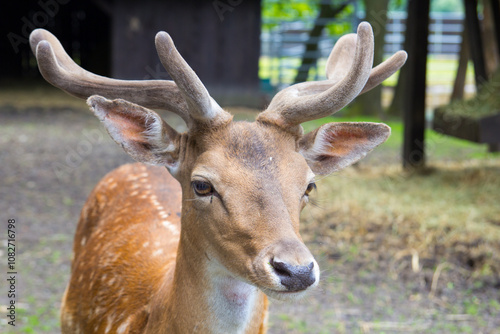 Young royal deer at zoo