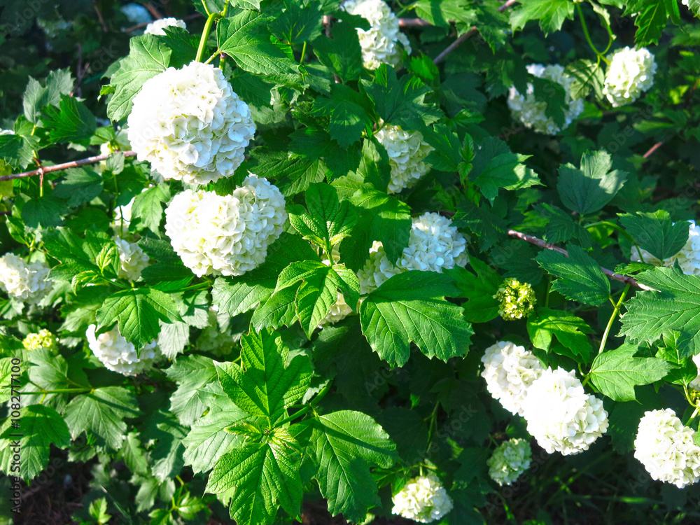 Φωτογραφία Viburnum vulgaris buldenezh (Boule de Neige Roseum) blooms with white balls