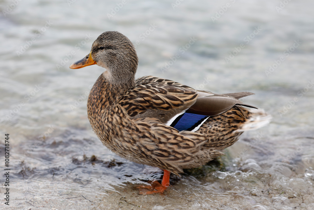 Close up female wild mallard duck blue winged on the river bank in the wild