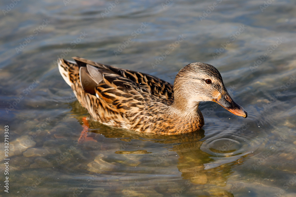 Close up female mallard duck in the water, sunlight, spring day Close up female mallard duck in the water, sunlight, spring day