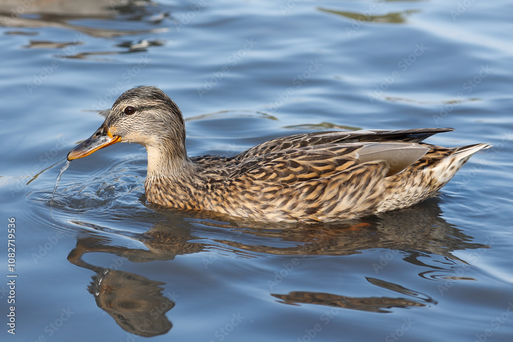 One young female mallard wild duck in the sea
One young female mallard wild duck in the sea