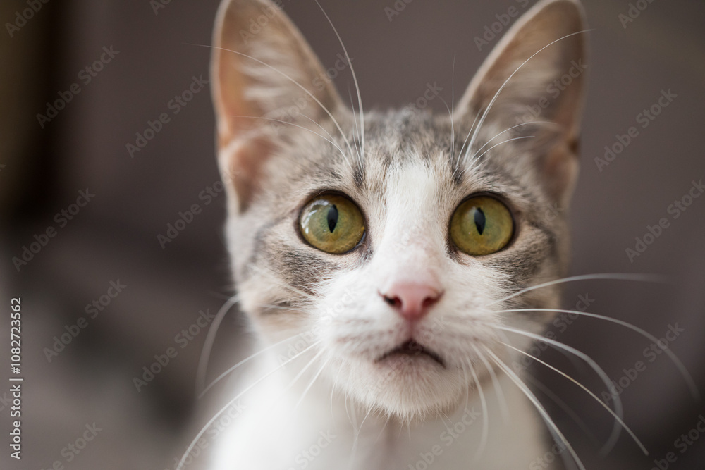 Naklejka premium Domestic young tabby cat, indoor portrait