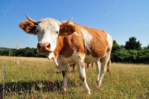 Grazing cow.