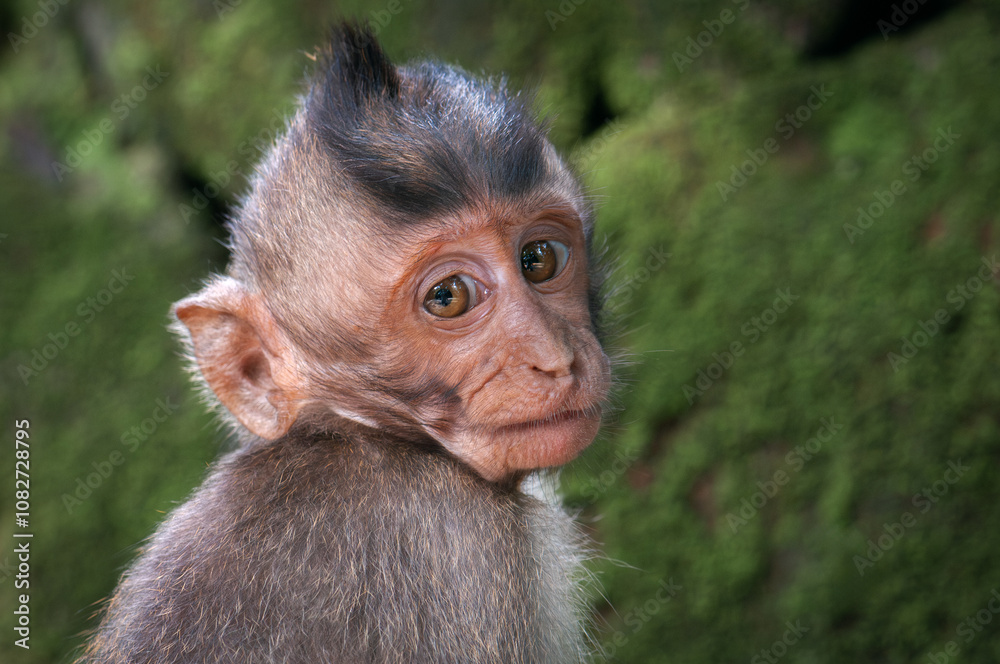 Portrait of a baby macaque (Macaca fascicularis) with big expressive eyes against a background of rocks covered with green moss Portrait of a baby macaque (Macaca fascicularis) with big expressive eyes against a background of rocks covered with green moss