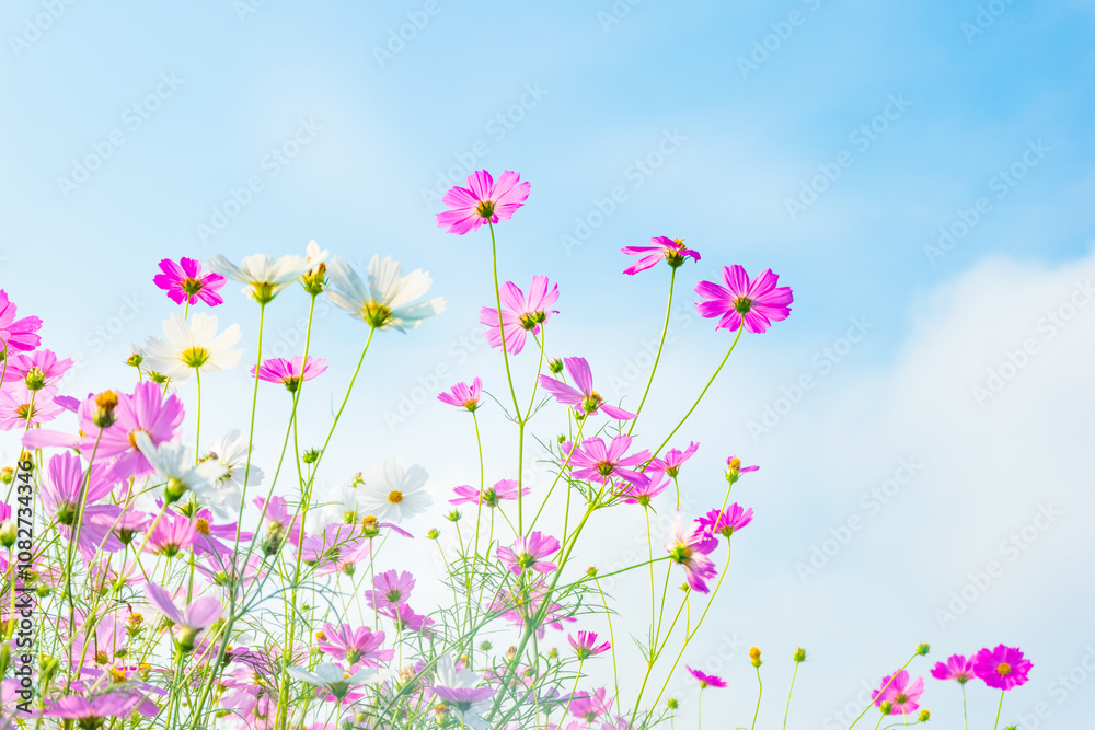 Pink cosmos flowers full blooming in summer garden,Field of cosmos flower on blue sky background,Selective focus. Pink cosmos flowers full blooming in summer garden,Field of cosmos flower on blue sky background,Selective focus.