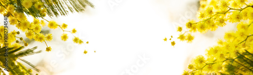 Tableau sur toile Acacia wattle tree on white background