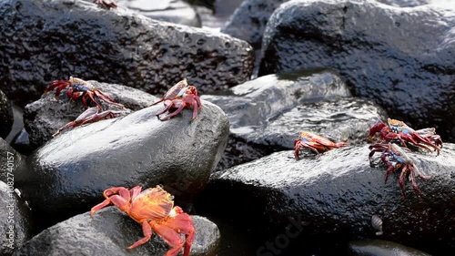 Several sally lightfoot crabs are perched on volcanic rocks near the ocean on the galapagos islands