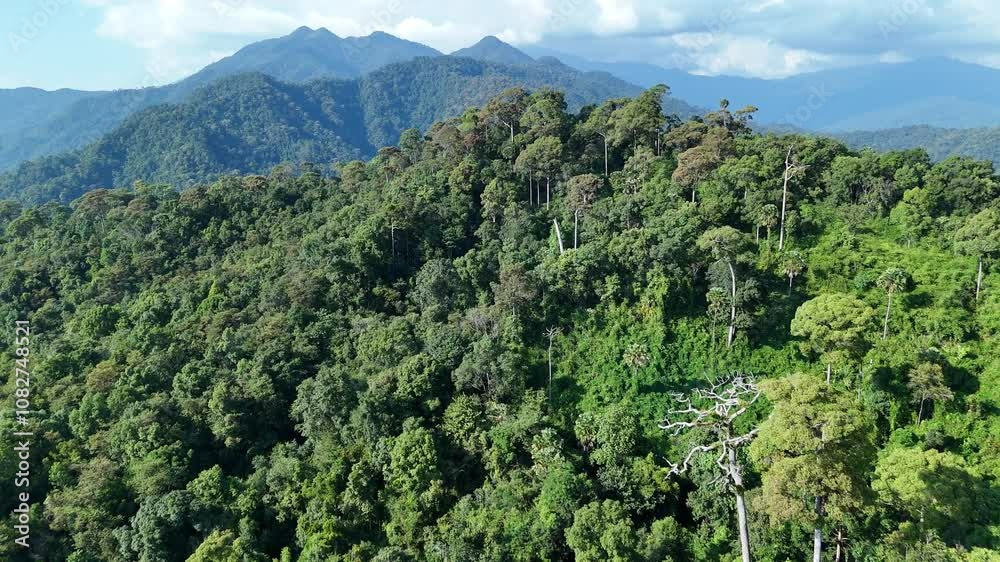 Aerial view of a forest full of large trees with a mountain backdrop. When there is beautiful light Forests in northern Thailand, Nan Province. Aerial view of a forest full of large trees with a mountain backdrop. When there is beautiful light Forests in northern Thailand, Nan Province.