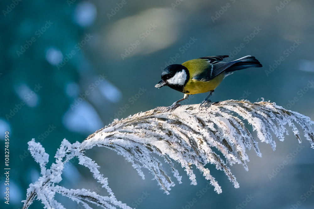 Una cinciallegra (Parus major) si appollaia per un attimo su un ramoscello ancora ricoperto di brina mattutina prima di riprendere il volo. Una cinciallegra (Parus major) si appollaia per un attimo su un ramoscello ancora ricoperto di brina mattutina prima di riprendere il volo.