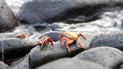 Three sally lightfoot crabs are taking the sun on the black volcanic rocks typical of the galapagos islands