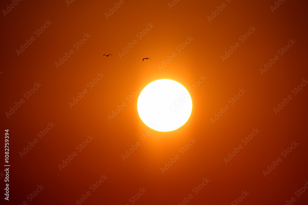 Sunset and seagulls flying in the orange sky. Sunset and seagulls flying in the orange sky.