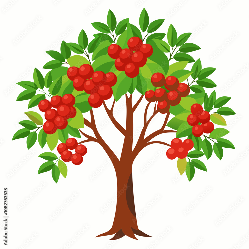 rowan tree vector illustration rowan tree vector illustration
