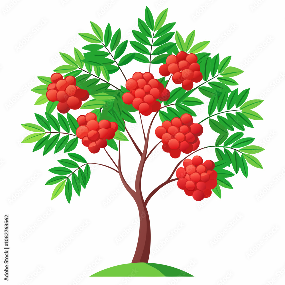 Fototapeta premium rowan tree vector illustration