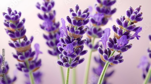 Close-up View of Vibrant Purple Lavender Flowers in Soft Focus Against a Gentle Pastel Background for Inviting and Serene Natural Ambiance
