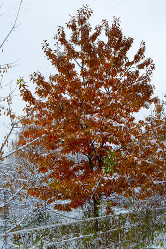 snow on tree branches in the park in autumn