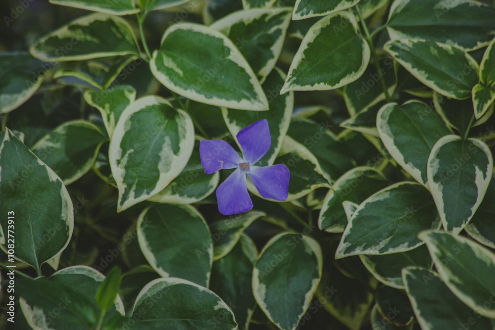 Closeup of a single violet flower. Colourful flowers on an Australian farm