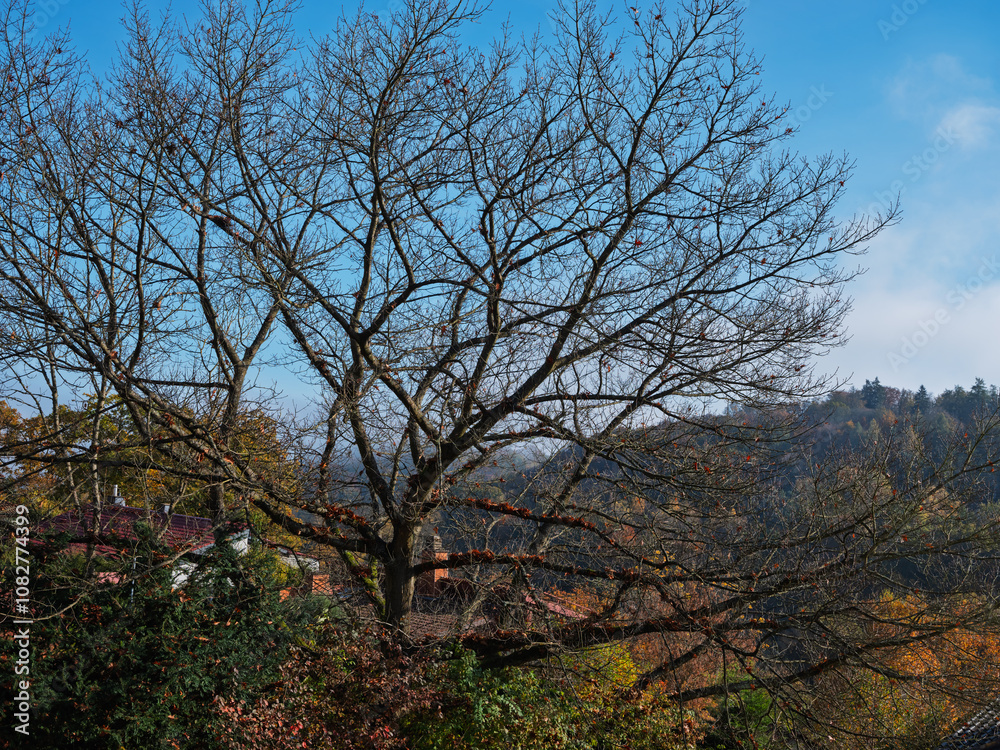 Feinstes Herbstwetter am Rotenberg, große Roteiche ohne Laub Feinstes Herbstwetter am Rotenberg, große Roteiche ohne Laub