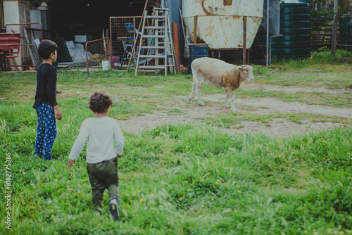 Two young boys admiring a freshly seared sheep. A working Australian farm in the countryside New South Wales. photo