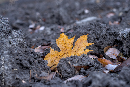 Obraz na płótnie Brown maple leaf on wet loose soil in autumn w salonie