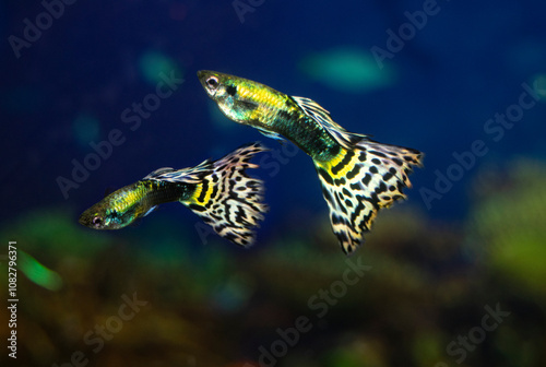 The guppy aquarium fish swims. Two fish male.  Latin name Poecilia reticulata. photo