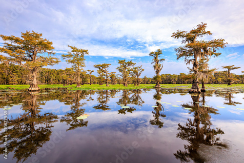 Lily Pads And Caddo Lake Cypress