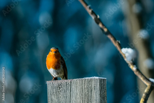 Pettirosso (Erithacus rubecula) appollaiato su un palo in una mattina fredda e soleggiata. photo