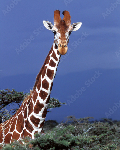 Photography Giraffe, Looking at You