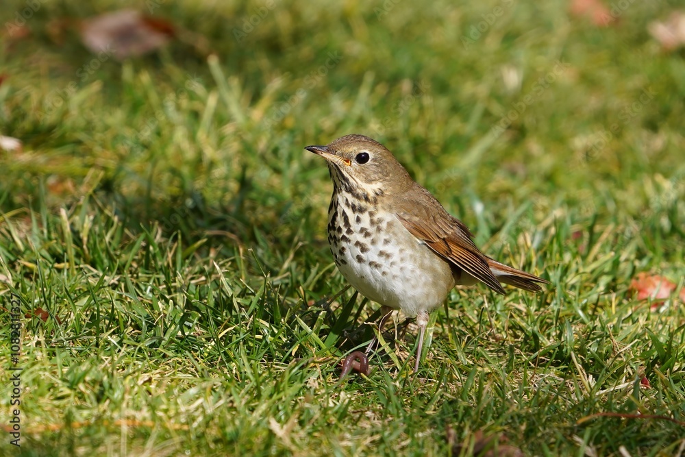 The hermit thrush (Catharus guttatus) is a medium-sized North American thrush. The hermit thrush (Catharus guttatus) is a medium-sized North American thrush.