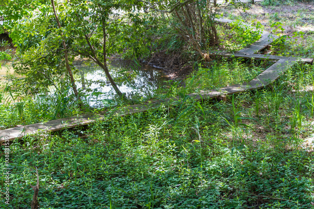 Wooden Pathway in Lush Green Forest Wooden Pathway in Lush Green Forest