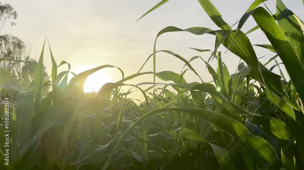 Naturaleza con paisajes de sembradíos de maíz 
