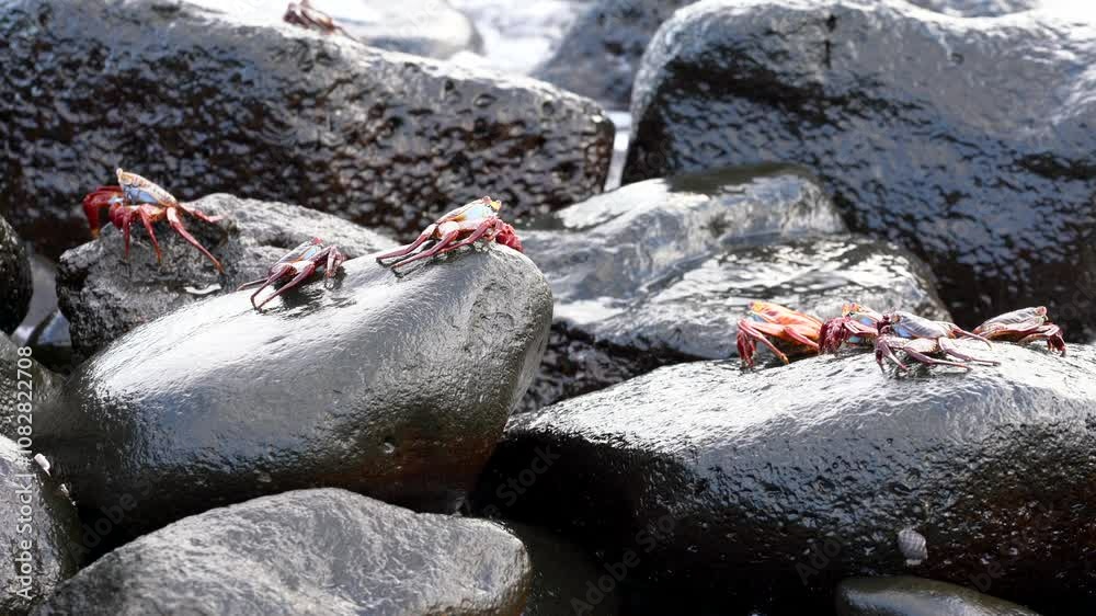 Sally lightfoot crabs relax on galapagos rocks, taking a break from scavenging along the beautiful coastline Sally lightfoot crabs relax on galapagos rocks, taking a break from scavenging along the beautiful coastline