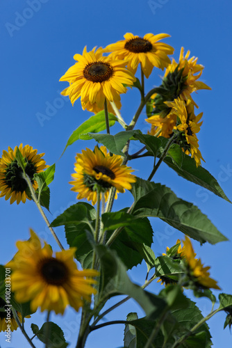 Sunflowers on sky.