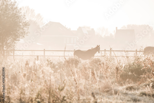 fog myst in morning landscape animal equine paddock