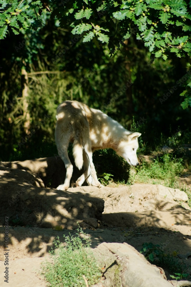 a light-colored animal, likely a wolf, standing on uneven, earthy terrain. It is surrounded by greenery, with plants and grasses partially visible in the foreground. a light-colored animal, likely a wolf, standing on uneven, earthy terrain. It is surrounded by greenery, with plants and grasses partially visible in the foreground.