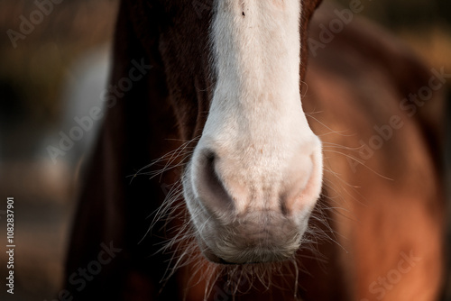 Fototapeta Naklejka Na Ścianę i Meble -  horse nose snout nostril detail close animal equine pont