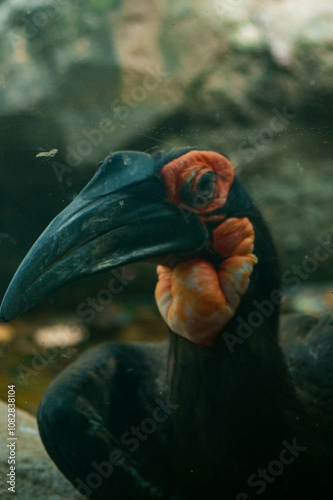 A close-up of a toucan’s head, featuring its large, black and orange beak. The bird’s dark, round eyes are directed at the camera, creating a focused, intense gaze.  photo