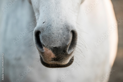 Fotografi horse nose snout nostril detail close animal equine pont